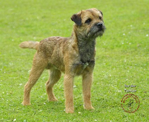 Border Terrier 8T086D-12.JPG